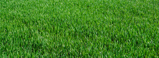 Bl&eacute; mois de mars Seine et Marne France