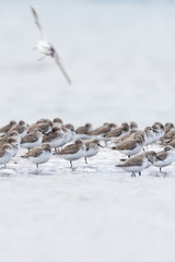 A flock of dunlins (Calidris alpina)