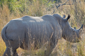 Safari South Africa