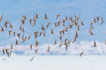 A flock of dunlins (Calidris alpina)