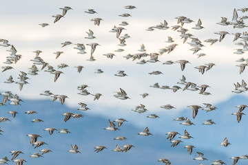 A flock of dunlins (Calidris alpina)