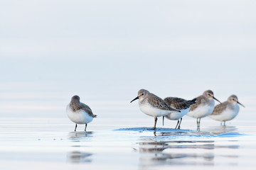 A flock of dunlins (Calidris alpina)