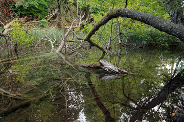 Small lake with crystal water and old trees, Plitvice Lakes National Park, Croatia