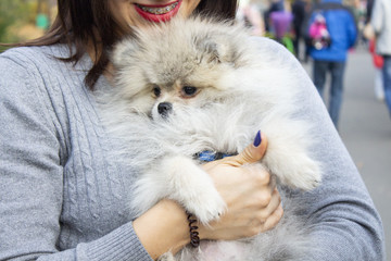 A small dog. Close up of a dog. Woman holds a dog. A small dog in the arms of a woman. Woman in a...