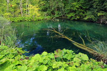 Small lake with crystal water and old trees, Plitvice Lakes National Park, Croatia