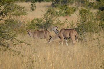 Obraz na płótnie Canvas Safari South Africa