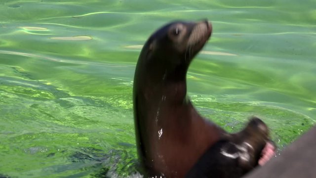 Seal in captivity zoo animal UK 4K