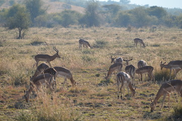Safari South Africa