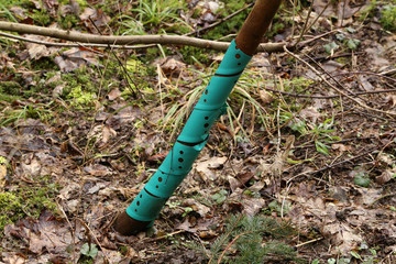 Newly planted young trees in the forest.