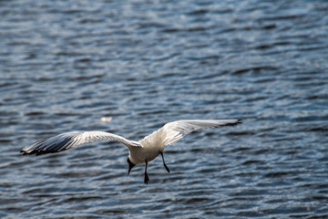 Seagull fly water spring nature lake birds sunny day light