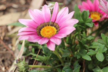 Obraz premium PINK FLOWER WITH IN DEPTH FOCUS.