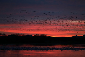 Snow geese  Bosque Del Apache National Wildlife Refuge, New Mexico USA