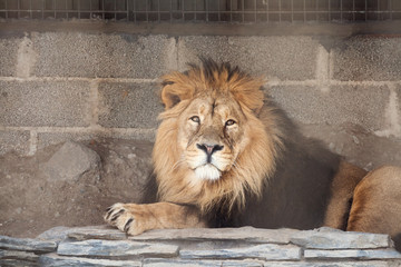 Obraz premium Lion in the zoo