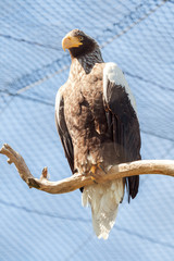 Steller's sea eagle