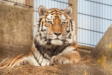 Siberian Tiger at the zoo