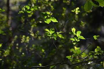 Fototapeta na wymiar Orixa japonica male flowers / Rutaceae deciduous shrub.