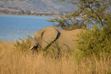 Safari South Africa