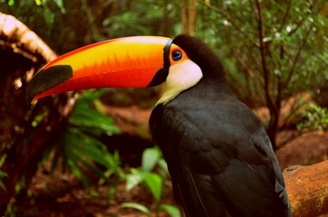 A native Bird from Iguazu Park : the Toucan grande or large toucan (Ramphastos toco)