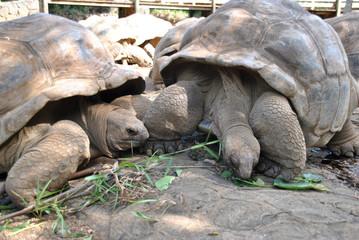 Riesenschildkr&ouml;ten