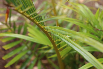PLANT WITH A SELECTIVE FOCUS WITH LEAF.