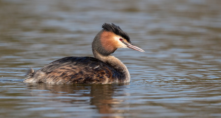 Great Crested Grebe Swimming