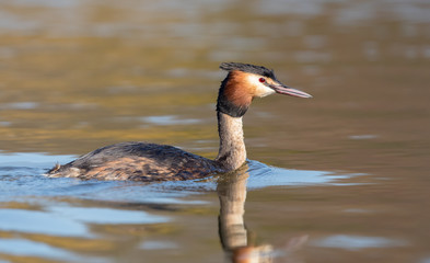 Great Crested Grebe Swimming