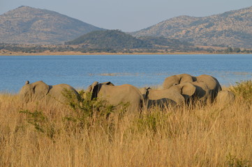 Safari South Africa