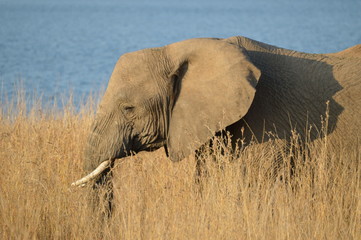 Safari South Africa