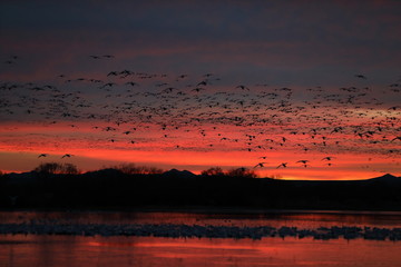 Snow geese  Bosque Del Apache National Wildlife Refuge, New Mexico USA