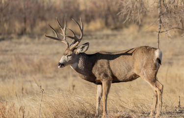 Naklejka na ściany i meble Buck Mule Deer in Autumn in the Rut in Colroado