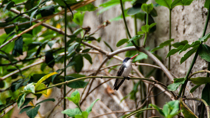 SONY DSC