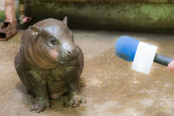Fototapeta na wymiar Interview with a baby pygmy hippopotamus with microphone