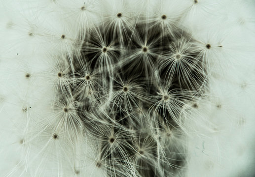 Macro