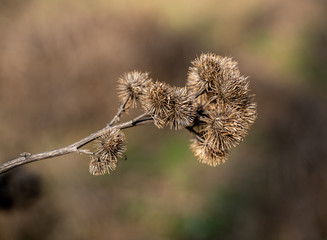 detail of dry thistle plant