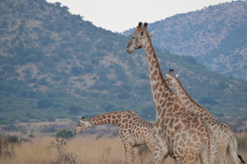 Safari South Africa