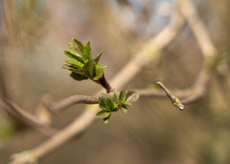 Spring tree blooms