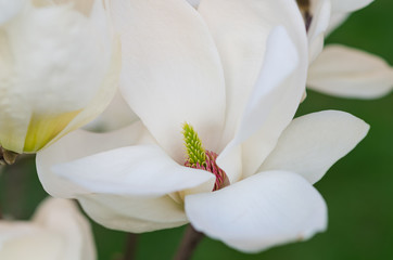 Fototapeta na wymiar Closeup of inside white magnolia flower 