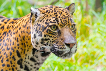 Portrait of an adult spotted female jaguar