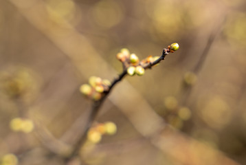 Spring tree blooms