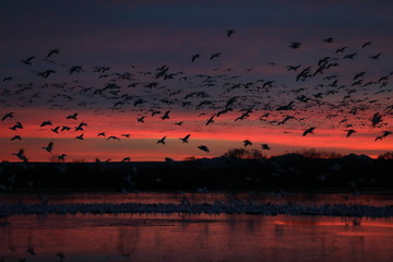 Snow geese  Bosque Del Apache National Wildlife Refuge, New Mexico USA