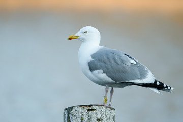 Wilde Möwe sitzt auf Stein am Wasser