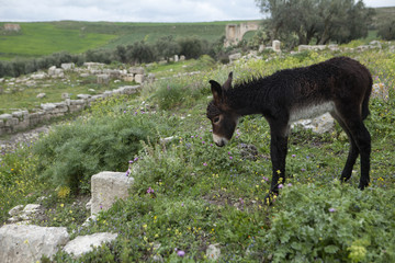 Sîte de Dougga
