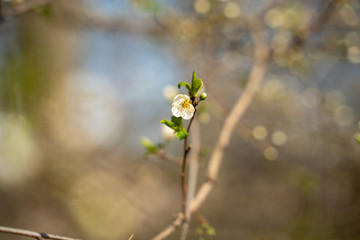 Spring tree blooms
