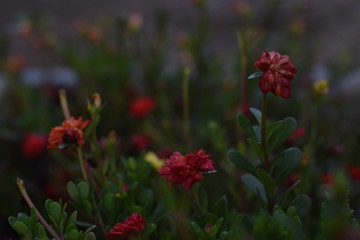 red flowers in garden