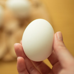 Fototapeta na wymiar Female fingers holds a white chicken egg.