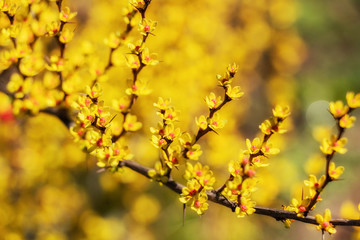 Blooming spring yellow buds on trees. Early spring concept.