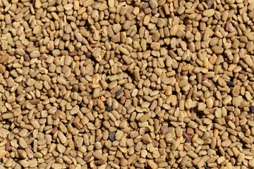 Seeds of Fenugreek, Trigonella foenum-graecum
