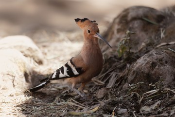 Eurasian hoopoe, Upupa epops