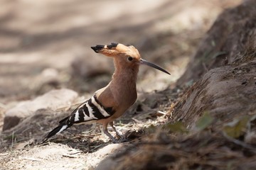 Eurasian hoopoe, Upupa epops © ChrWeiss
