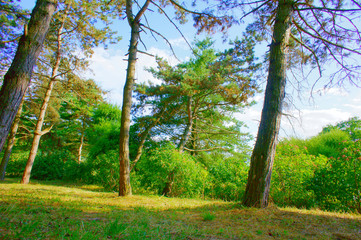 Trees in the park area of the city.